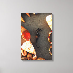 Sea Horse Canvas Print