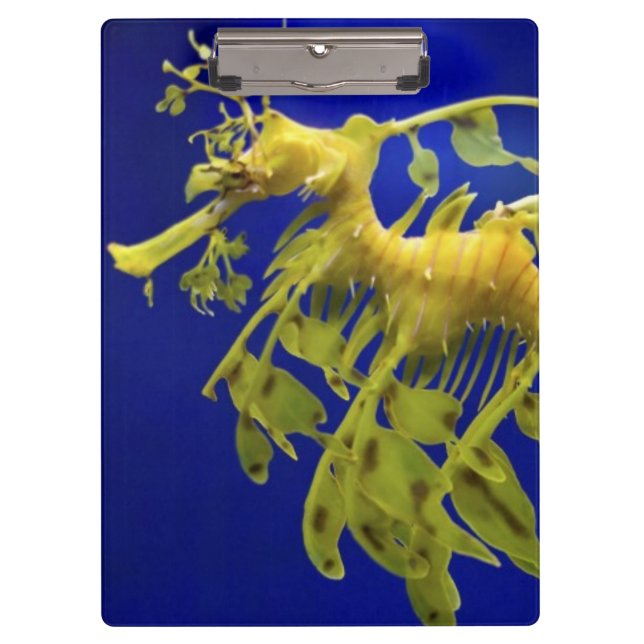 Sea horse clipboard (Front)