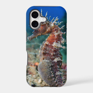 Sea Horse Hippocampus Ramulosus