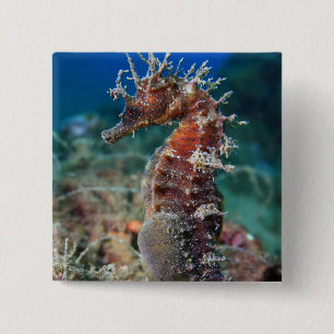 Sea Horse Hippocampus Ramulosus 15 Cm Square Badge