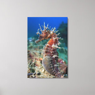 Sea Horse Hippocampus Ramulosus Canvas Print