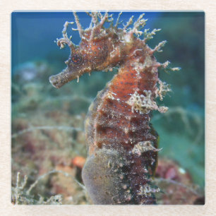 Sea Horse Hippocampus Ramulosus Glass Coaster