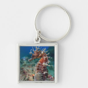 Sea Horse Hippocampus Ramulosus Key Ring