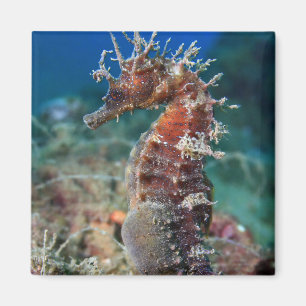 Sea Horse Hippocampus Ramulosus Magnet