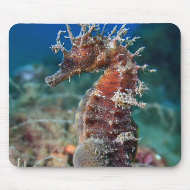 Sea Horse | Hippocampus Ramulosus Mouse Pad (Front)