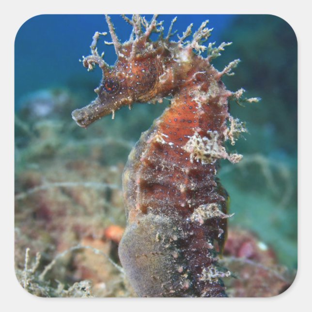 Sea Horse | Hippocampus Ramulosus Square Sticker (Front)