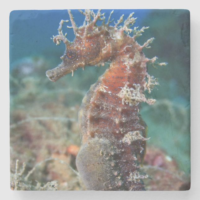 Sea Horse | Hippocampus Ramulosus Stone Coaster (Front)