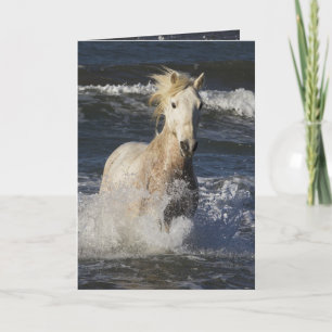 Sea Horse Horse Greeting Card