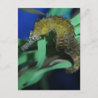 Sea Horse Postcard