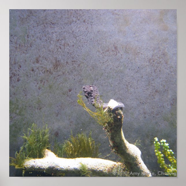 Sea Horse Poster (Front)