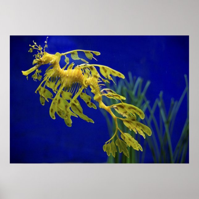 Sea horse poster (Front)
