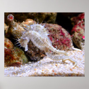 Sea​​horses Poster