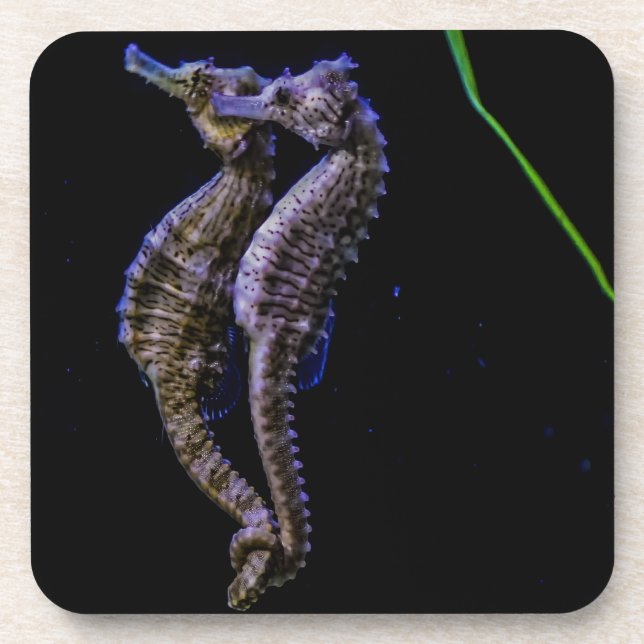 Sea Horses (Seahorses) Coaster (Front)