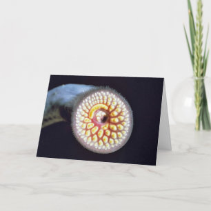 Sea Lamprey Card