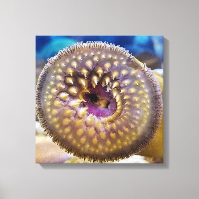 Sea Lamprey Mouth  Poster Canvas Print (Front)