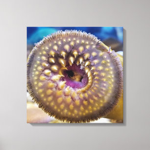 Sea Lamprey Mouth  Poster Canvas Print