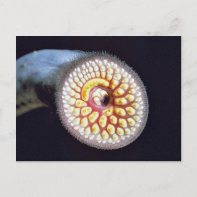 Sea Lamprey Postcard (Front)