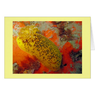 Sea Lemon