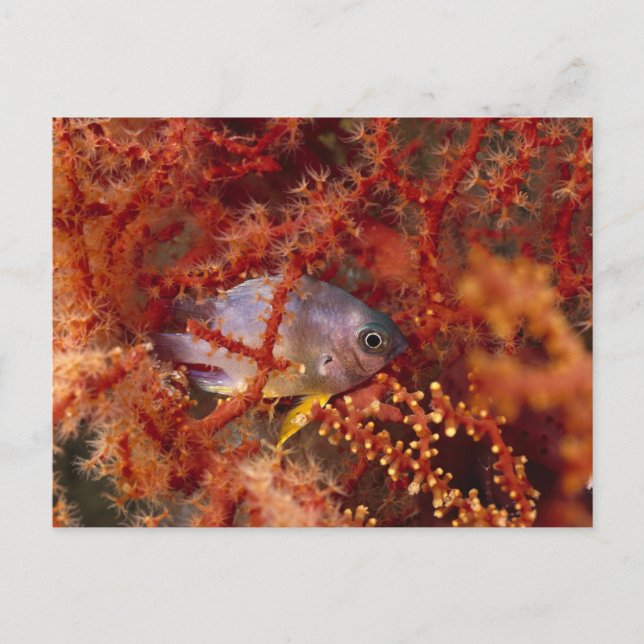 Sea Life - Fish Postcard (Front)