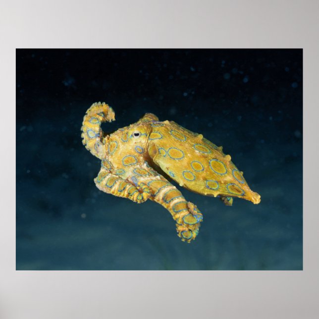 Sea Life - Octopus Poster (Front)