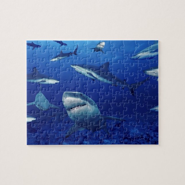 Sea Life Puzzle-Sharks Jigsaw Puzzle (Horizontal)