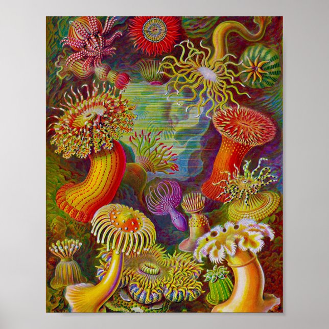 Sea Life Scientific illustration Poster (Front)