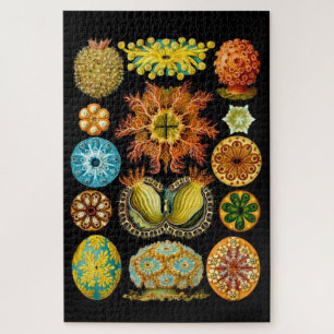 sea life sea creatures print jigsaw puzzle