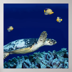 Sea Life - Sea Turtle Poster
