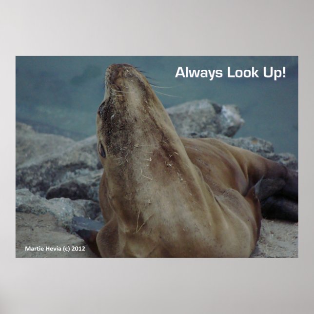 Sea Lion - Always Look Up! - Poster (Front)