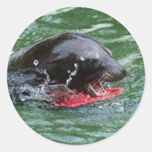 Sea Lion at Play Classic Round Sticker