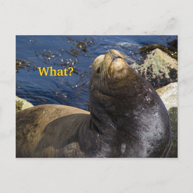 Sea Lion Attitude Postcard (Front)