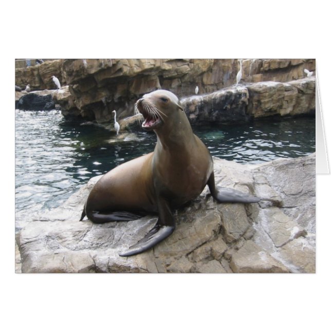 sea lion barking (Front Horizontal)
