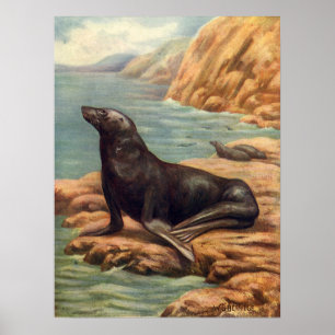 Sea Lion by the Seashore, Vintage Marine Mammals Poster