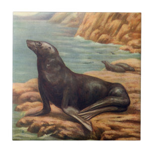 Sea Lion by the Seashore, Vintage Marine Mammals Tile
