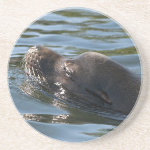 Sea Lion Coaster