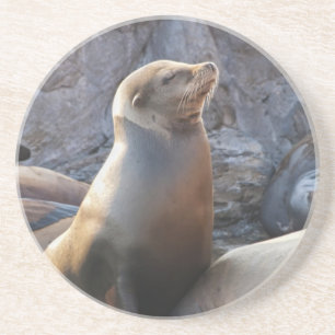 Sea Lion Coaster