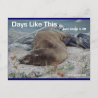Sea Lion - Days Like This - Postcard