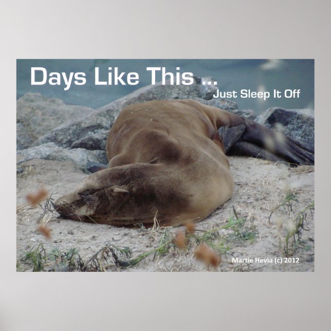 Sea Lion - Days Like This - Poster (Front)