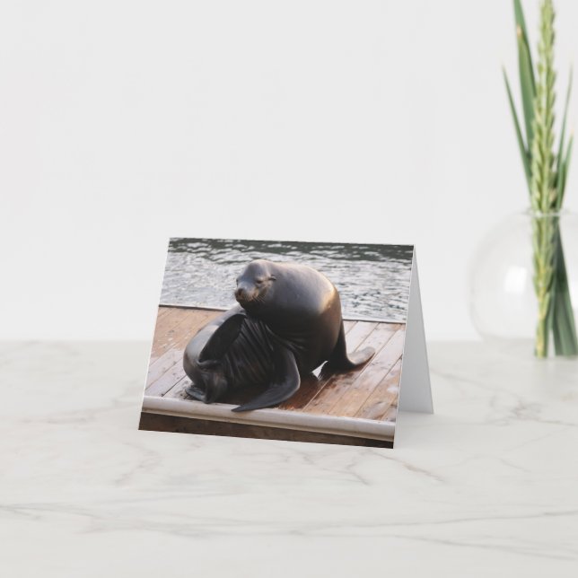 Sea lion Greeting card (Front)