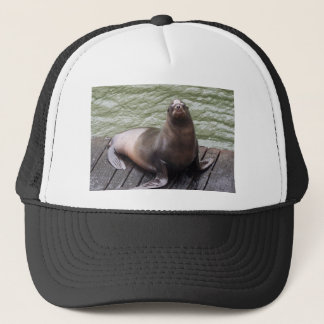 Sea Lion Hat