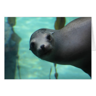Sea lion Hi