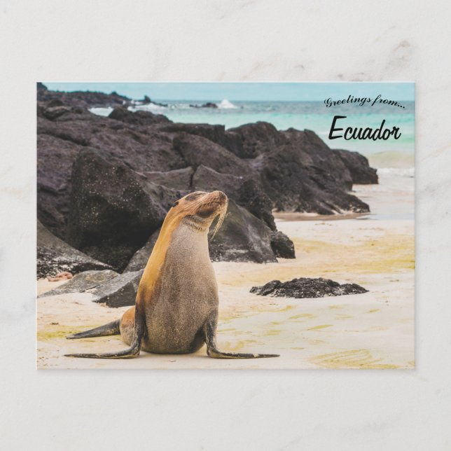 Sea Lion in Galapagos Islands Ecuador Postcard (Front)
