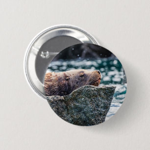 Sea Lion In Resurrection Bay, Alaska 6 Cm Round Badge