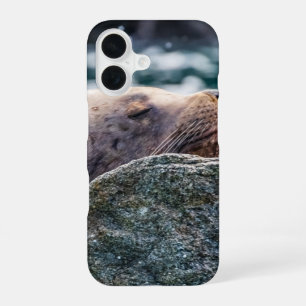 Sea Lion In Resurrection Bay, Alaska iPhone 16 Case