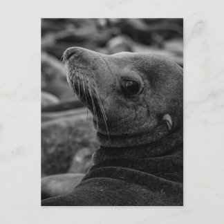 Sea Lion Looking Back - Cute Wildlife Photography Postcard