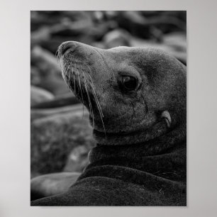 Sea Lion Looking Back - Cute Wildlife Photography Poster