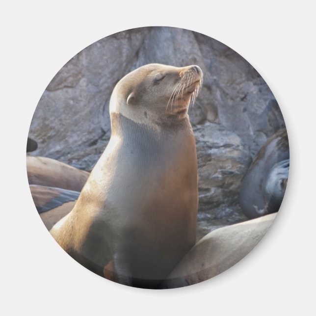 Sea Lion Magnet (Front)