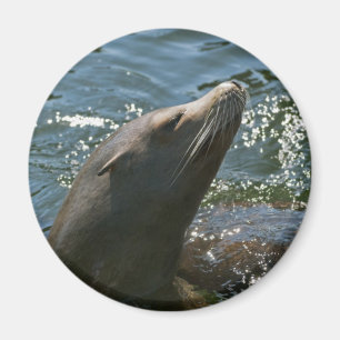 Sea Lion Magnets