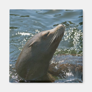 Sea Lion Magnets