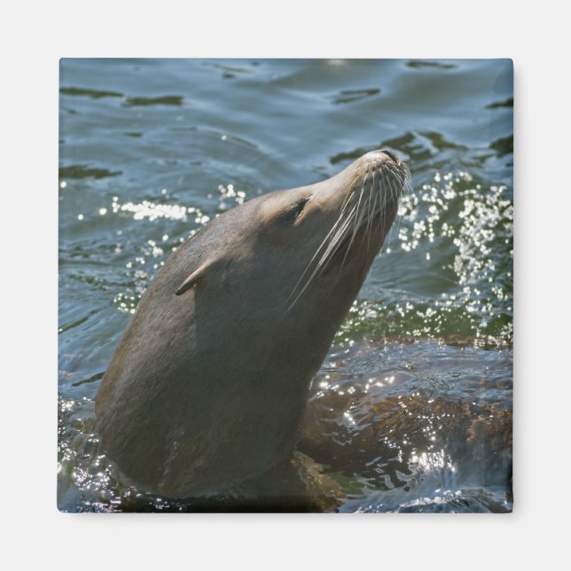 Sea Lion Magnets (Front)